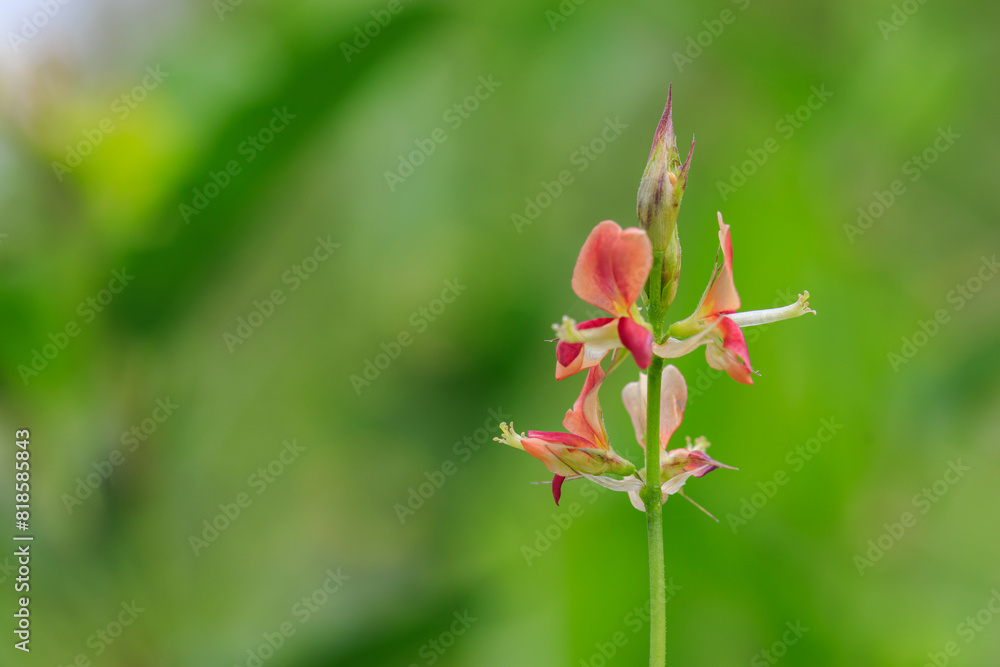 Pink flowers, blurred green background from leaves, with copy space. Pink flowers, blurred green background from leaves, with copy space.