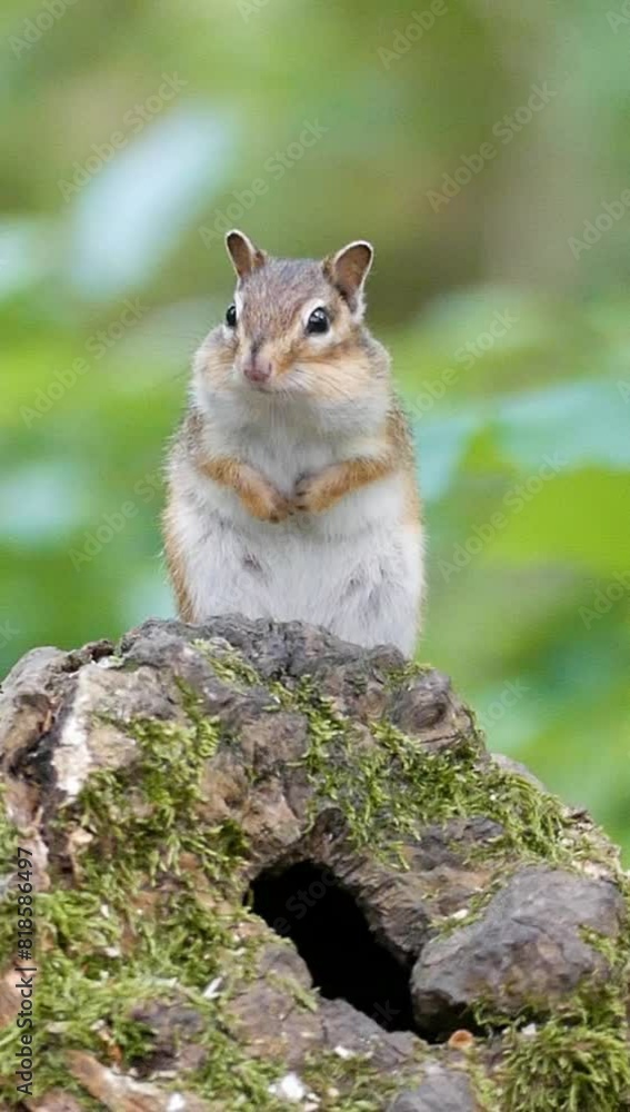 Vertical close-up shot of a chipmunk staning on a wooden surface. Vertical close-up shot of a chipmunk staning on a wooden surface.