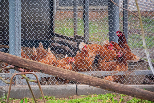 chickens in a cage on a farm
