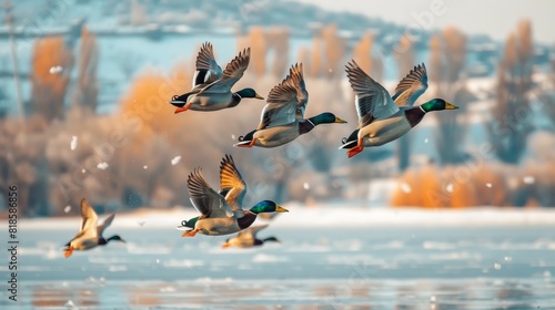 Flying ducks. Winter nature background.    Ankara Golbasi Mogan Lake. Turkey. photo