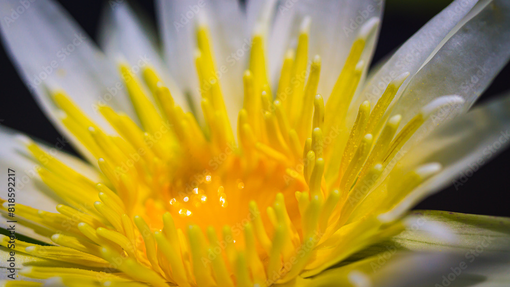 Closeup of white, purple flowers and yellow stamens of Nymphaea stellata Willd., family name Nymphaeaceae that occurs naturally. Closeup of white, purple flowers and yellow stamens of Nymphaea stellata Willd., family name Nymphaeaceae that occurs naturally.