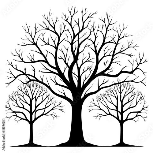 Large leafless hardwood trees are seen silhouetted on a white background . © fahim