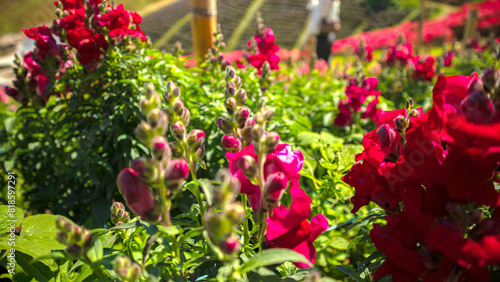 Wallpaper Mural Poinsettia filled with blooming flowers. The flowers, predominantly in shades of red and pink, are the main focus. They are bathed in natural light, highlighting their lush and healthy appearance. The Torontodigital.ca