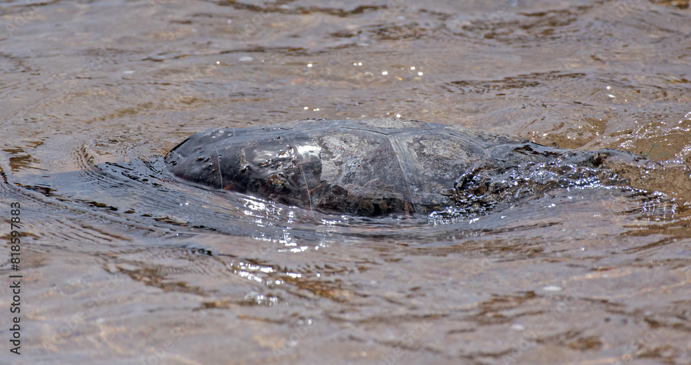 Obraz premium Caretta caretta