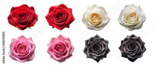 Fototapeta Naklejka Na Ścianę i Meble -  Collection set of red pink white black violet stalk of rose roses flower floral top view on transparent background cutout, PNG file. Mockup template artwork graphic design