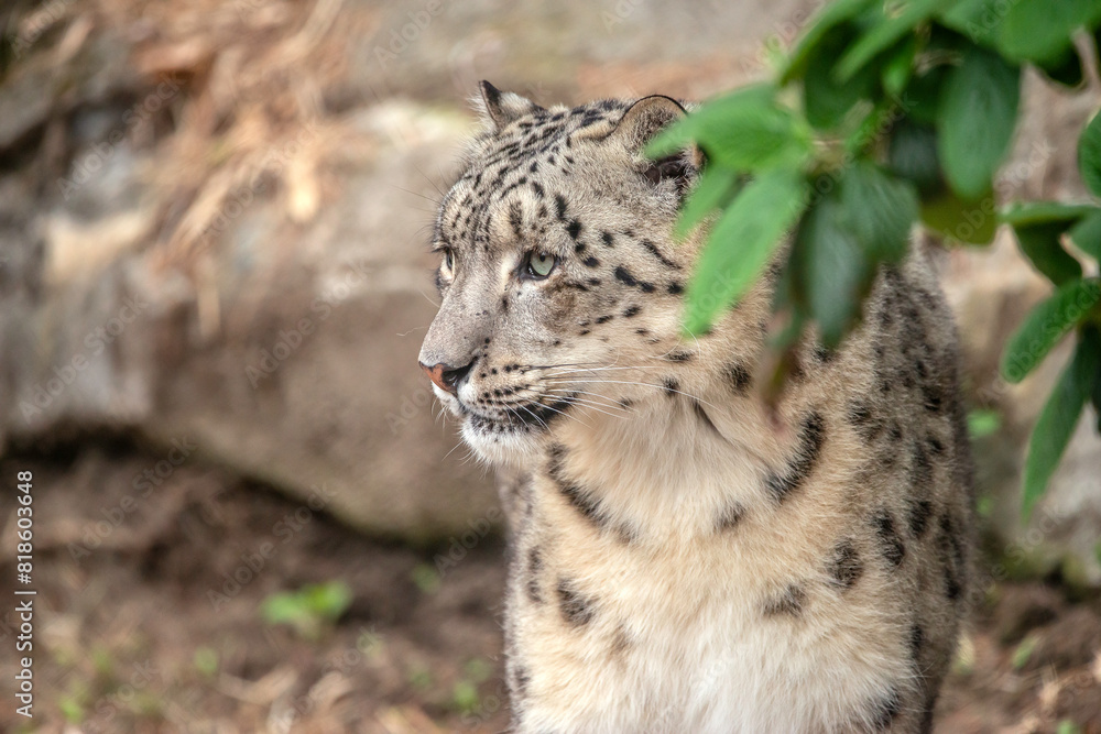 Naklejka premium A close up of a snow leapord