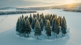 A small grove of evergreen trees standing tall and resilient in the midst of a winter landscape,