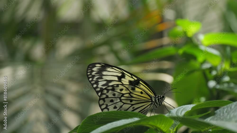 Beautiful butterfly in slow motion sitting on a flower close up view Beautiful butterfly in slow motion sitting on a flower close up view