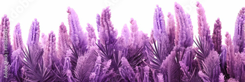 Lavender flowers on white background,  Lavender, floral background. op view, copy space