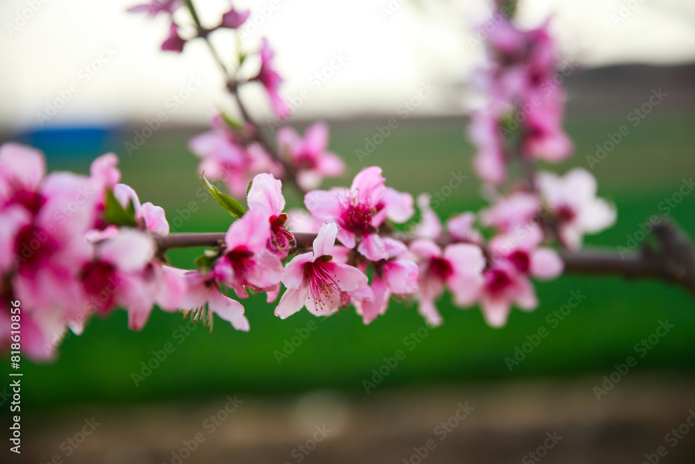 Fototapeta premium In full bloom in the peach blossom