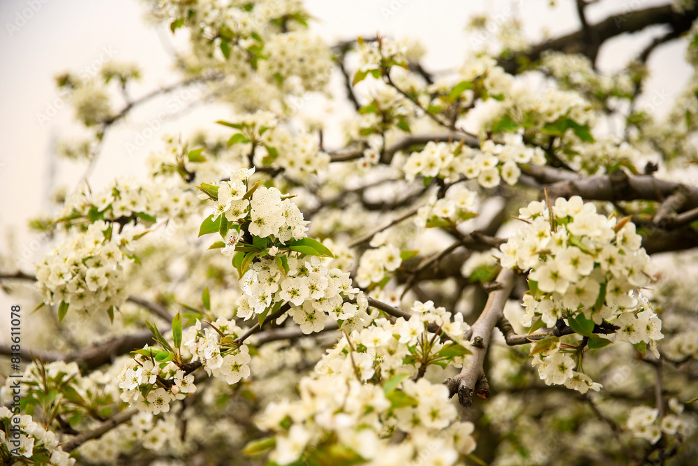 Blooming pear flower, very beautiful Blooming pear flower, very beautiful