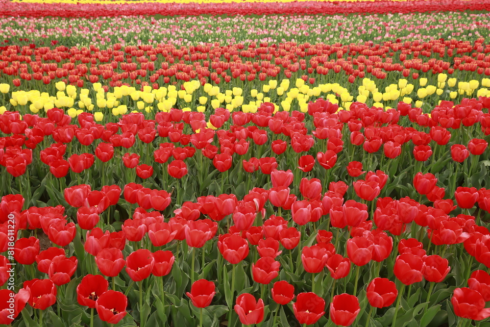 Spring blooming tulip field. Flowers tulips, Spring floral background. Spring blooming tulip field. Flowers tulips, Spring floral background.