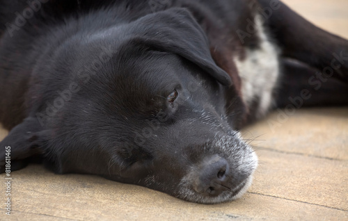 A homeless black dog sleeps outside. Close-up