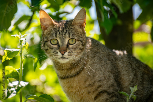Wallpaper Mural portrait of young domestic cat outdoors, looking curiously at its surroundings Torontodigital.ca