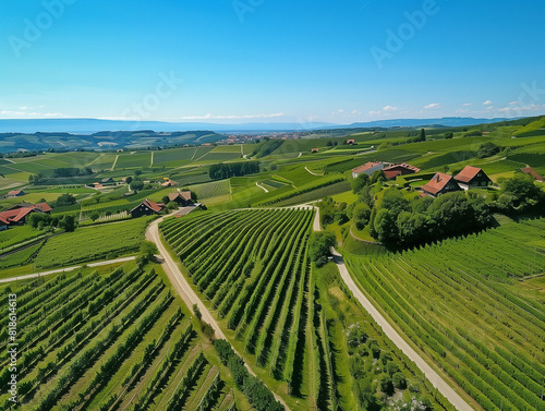 Weinanbau, Weinberg mit Weisswein oder rotwein in idyllischer Landschaft photo