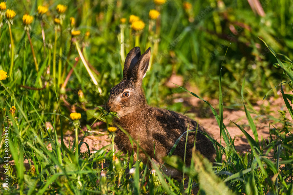 Fototapeta premium Selective focus photo. Young hare eats grass and dandelion leafs.