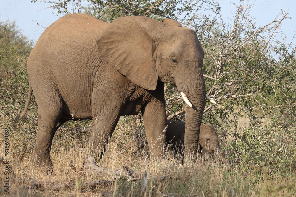 Afrikanischer Elefant / African elephant / Loxodonta africana Afrikanischer Elefant / African elephant / Loxodonta africana