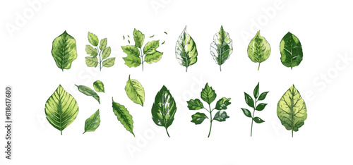 Set of leaves. Hand drawn decorative elements. Vector illustration ar photo