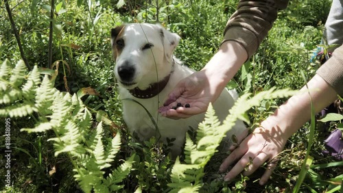 The dog eats blueberries from the owner's hand, the dog is a vegetarian.