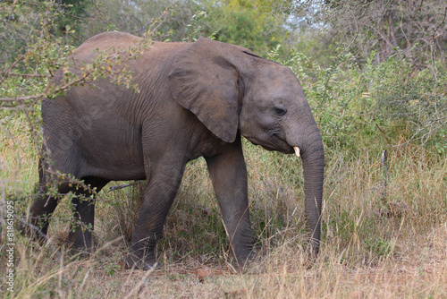 Afrikanischer Elefant / African elephant / Loxodonta africana