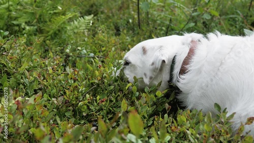 A white dog eats blueberries off a bush in the woods.
