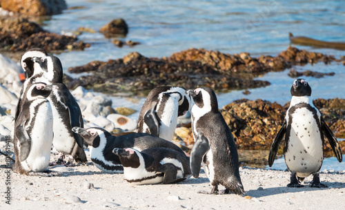 group of African, Cape or South African penguins (Spheniscus demersus) close up on the beach at Betty's bay, Western Cape, South Africa