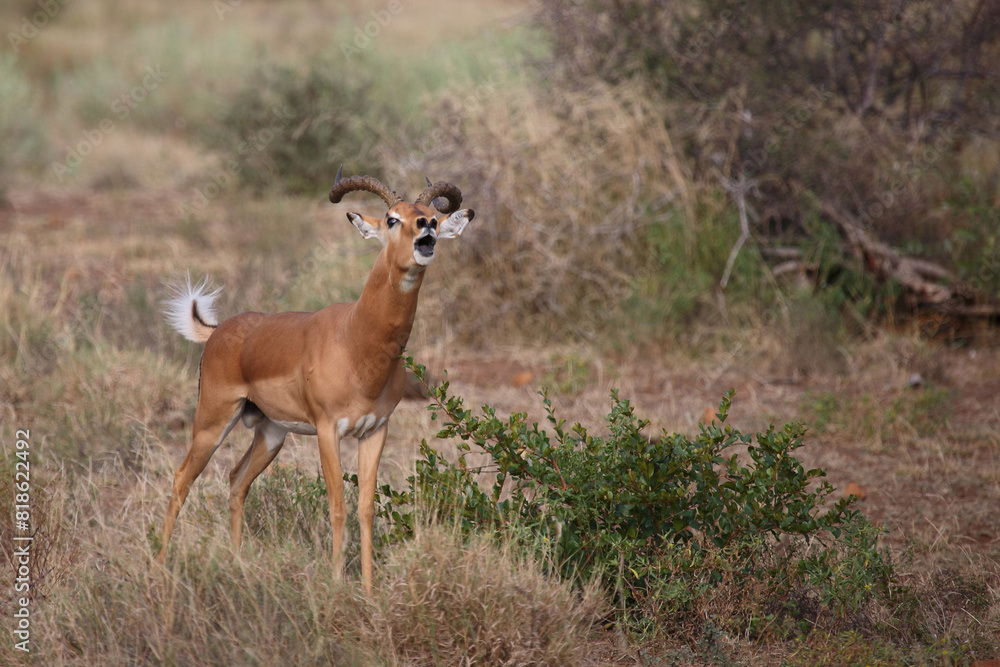 Schwarzfersenantilope / Impala / Aepyceros melampus Schwarzfersenantilope / Impala / Aepyceros melampus