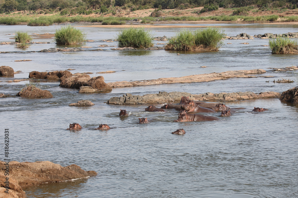 Flußpferd / Hippopotamus / Hippopotamus amphibius Flußpferd / Hippopotamus / Hippopotamus amphibius