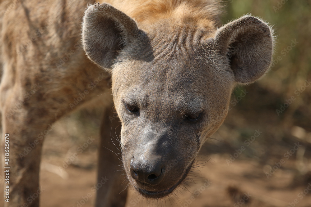 Fototapeta premium Tüpfelhyäne / Spotted hyaena / Crocuta crocuta