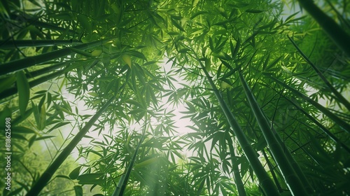 A dense thicket of bamboo towering overhead  its rustling leaves creating a soothing  rhythmic melody in the breeze.