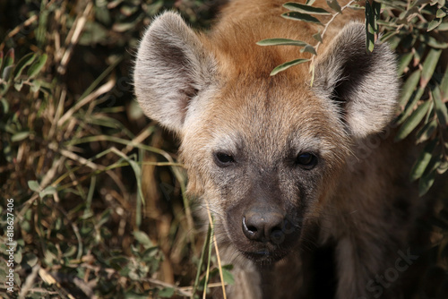 Tüpfelhyäne / Spotted hyaena / Crocuta crocuta...