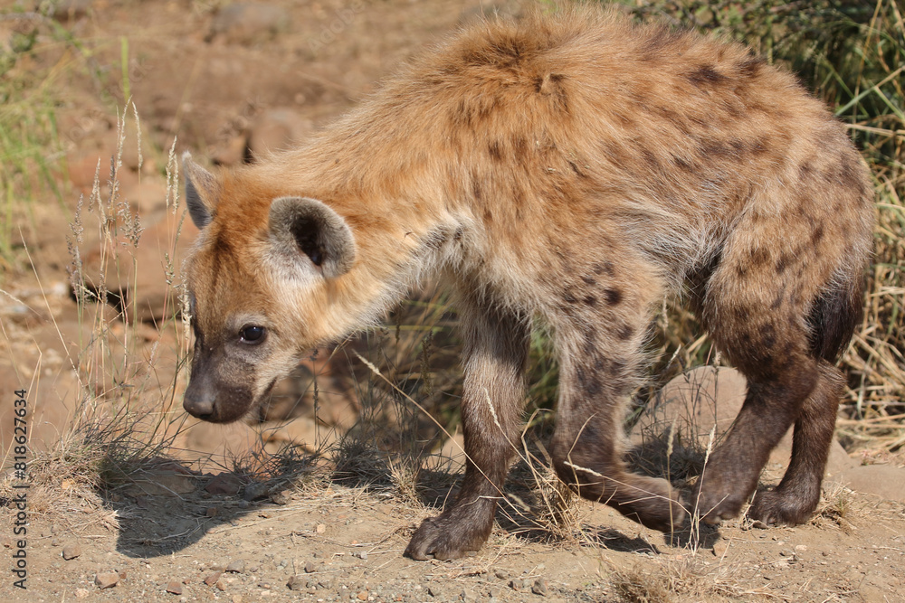 Tüpfelhyäne / Spotted hyaena / Crocuta crocuta... Tüpfelhyäne / Spotted hyaena / Crocuta crocuta...