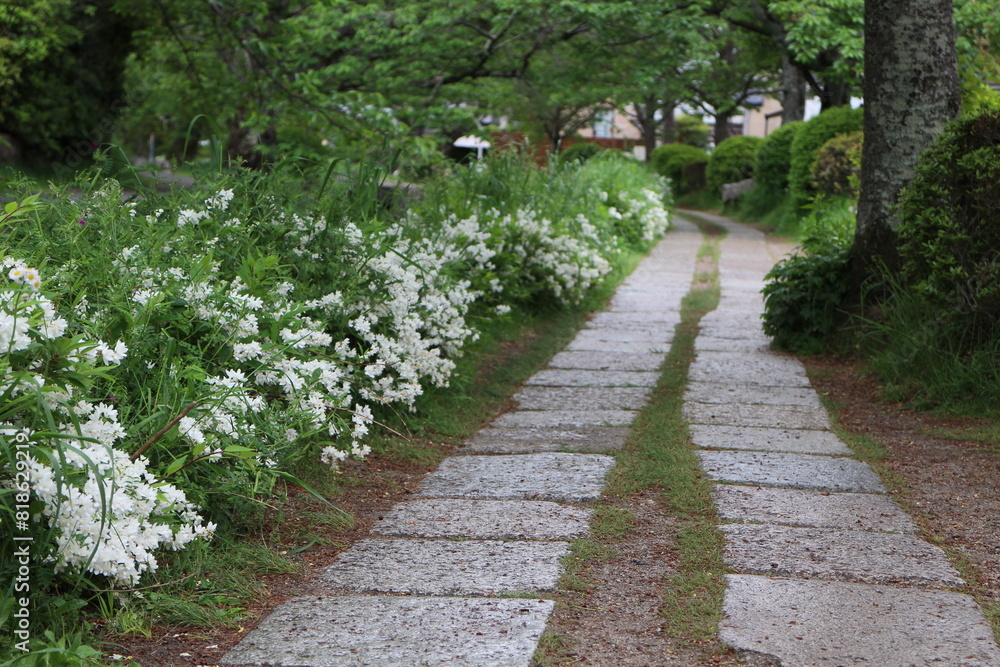 Path of Philosophy in Kyoto, Japan