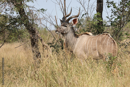 Gro  er Kudu   Greater kudu   Tragelaphus strepsiceros