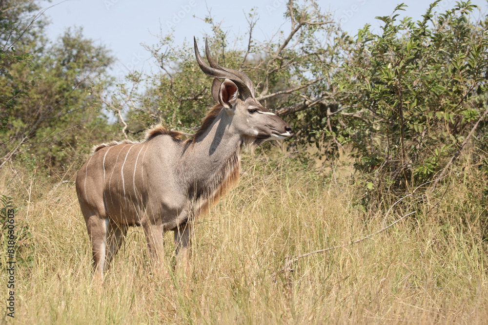 Großer Kudu / Greater kudu / Tragelaphus strepsiceros Großer Kudu / Greater kudu / Tragelaphus strepsiceros