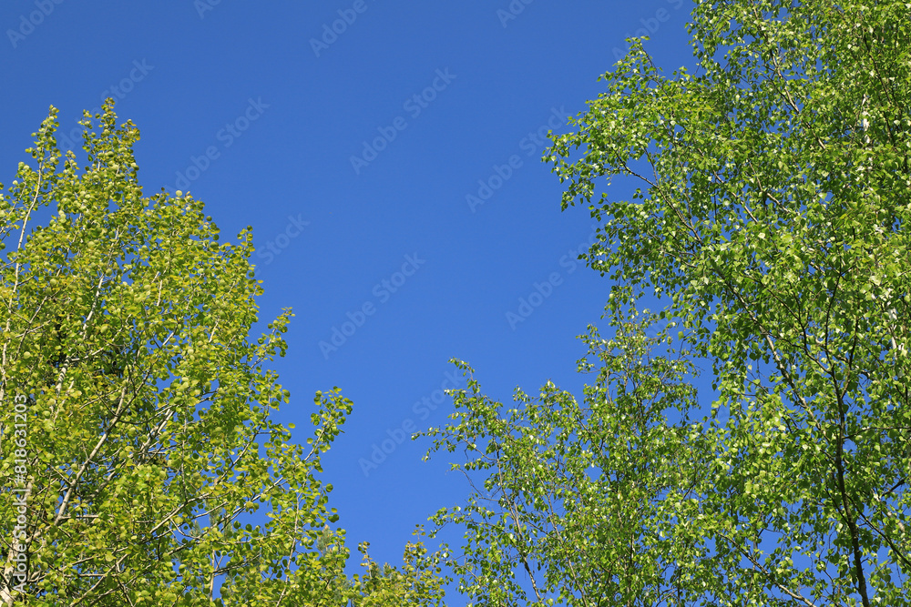 Sheer verdant birches against a clear blue sky
