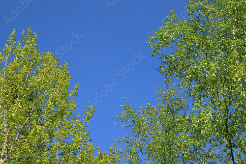 Obraz na płótnie Sheer verdant birches against a clear blue sky w salonie