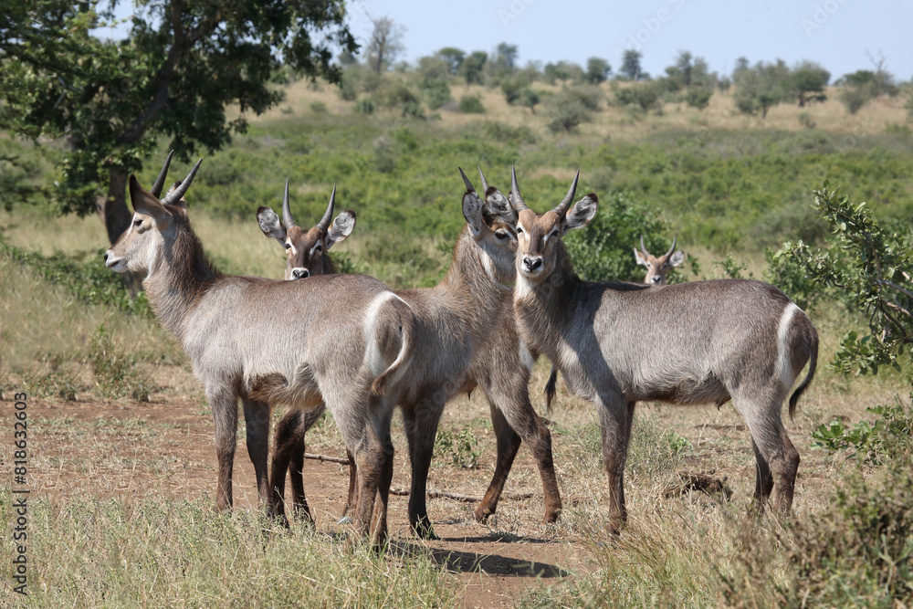 Wasserbock / Waterbuck / Kobus ellipsiprymnus Wasserbock / Waterbuck / Kobus ellipsiprymnus