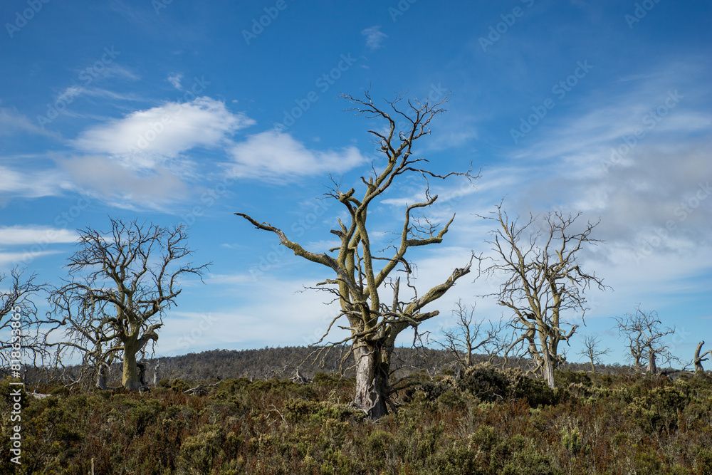 dead tree in the middle of nowhere dead tree in the middle of nowhere
