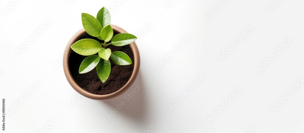 A small plant pot is seen from a top view on a white background giving the impression that it is isolated and stands alone on the surface. Creative banner. Copyspace image