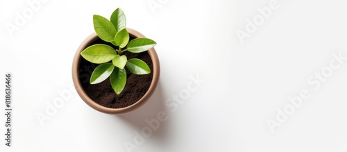 Obraz na płótnie A small plant pot is seen from a top view on a white background giving the impression that it is isolated and stands alone on the surface. Creative banner. Copyspace image w salonie