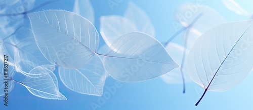 Close up copy space image of a cluster of skeleton leaves against a blurred blue background