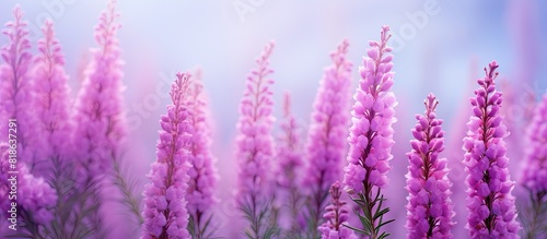 Purple heather flowers Calluna vulgaris on a bright background creating an attractive copy space image
