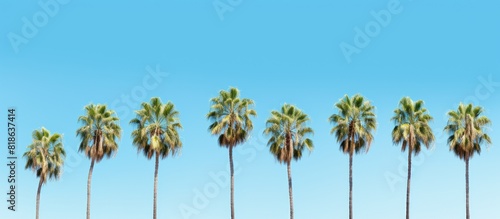 The image showcases flawless palm trees set against a stunning blue sky creating a mesmerizing copy space image