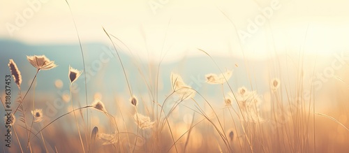 A vintage photo of a wild meadow in soft morning sunlight with a nature concept and creative design Copy space image
