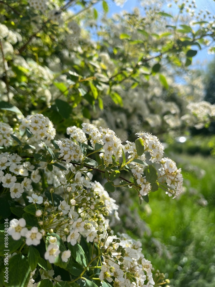 blossoming tree blossoming tree