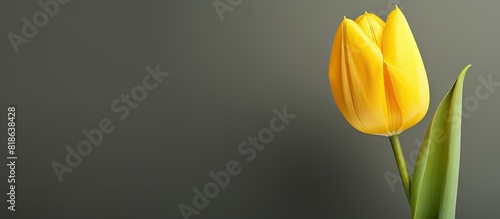 A vibrant yellow tulip specifically the Yellow Pomponette variety is shown in the image with empty space around it. Creative banner. Copyspace image #818638428