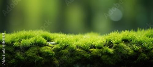 Macro photograph of green moss with copy space image photo