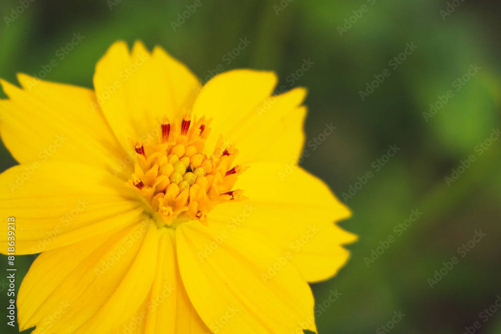Beautiful orange cosmos flower falling in the air isolated on white background. Beautiful orange cosmos flower falling in the air isolated on white background.