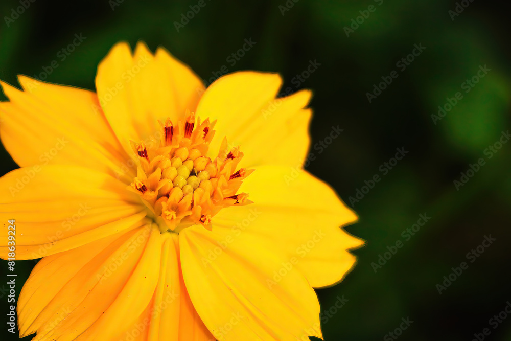 Beautiful orange cosmos flower falling in the air isolated on white background. Beautiful orange cosmos flower falling in the air isolated on white background.
